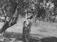 Want an apple?  Taken August 16, 1942 at Tomah, Wisconsin.  Picture of myself taking or rather trying to pick an apple from one of the apple trees (full of apples and ripe too) in a yard in Tomah.   The other picture shows me eating it  (not picked but knocked down with a bundled towel.  [Courtesy of Jan Nadamoto]